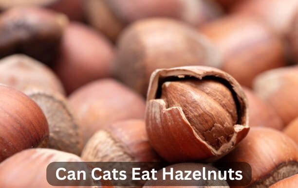 Can Cats Eat Hazelnuts? A comprehensive Guide