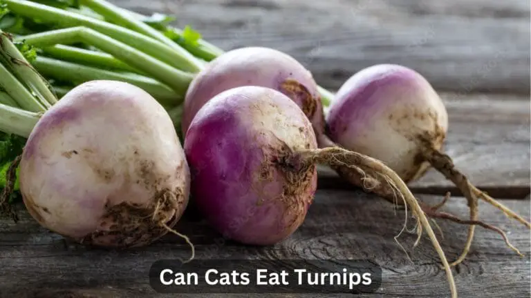 Can Cats Eat Turnips? A Detail Guide