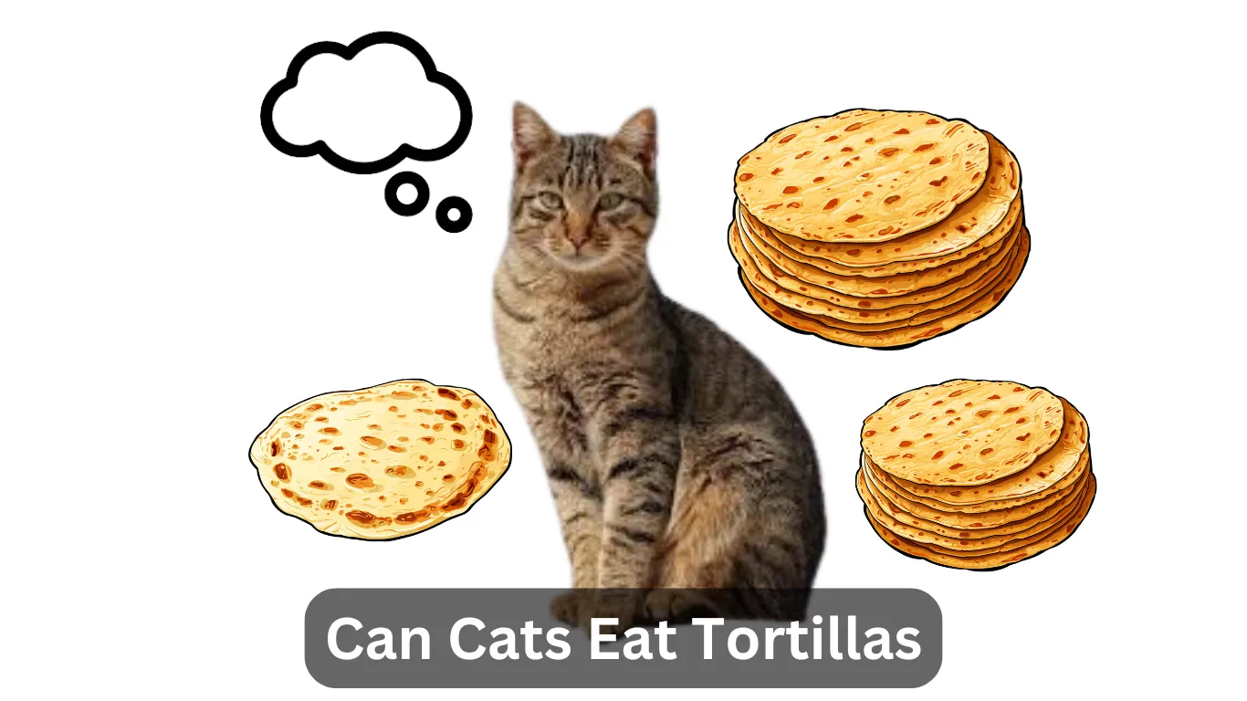 Can Cats Eat Tortillas?