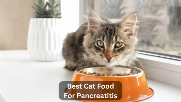 Top 8 Best Cat Food For Pancreatitis In 2024