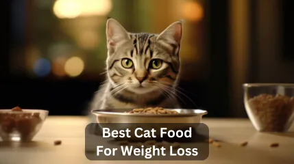 Top 14 Best Cat Food For Weight Loss In 2024