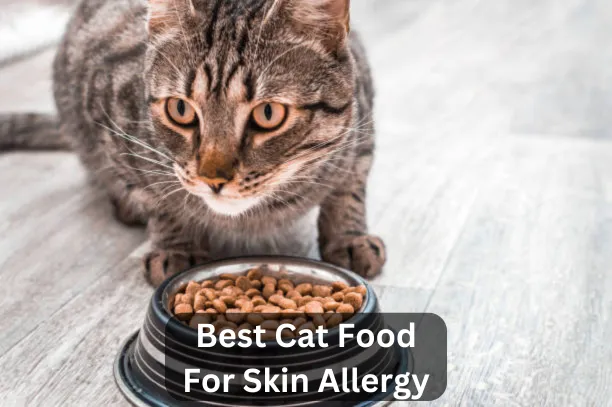 Top 7 Best Cat Food For Skin Allergy In 2024