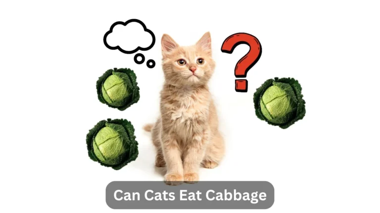 Can Cats Eat Cabbage? Find Out Now