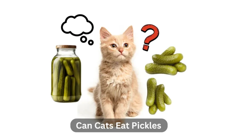 Can Cats Eat Pickles? A Comprehensive Guide