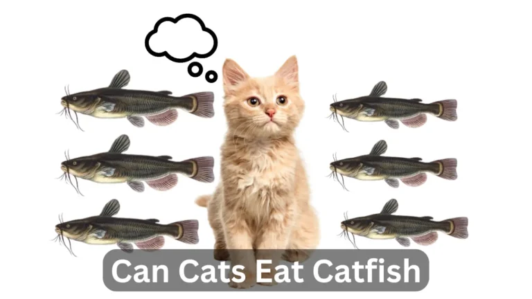 Can Cats Eat Catfish? A Comprehensive Guide