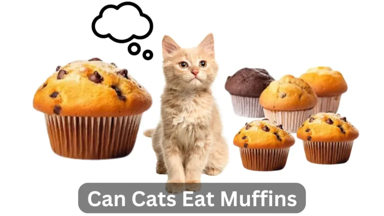 Can Cats Eat Muffins? A Comprehensive Guide