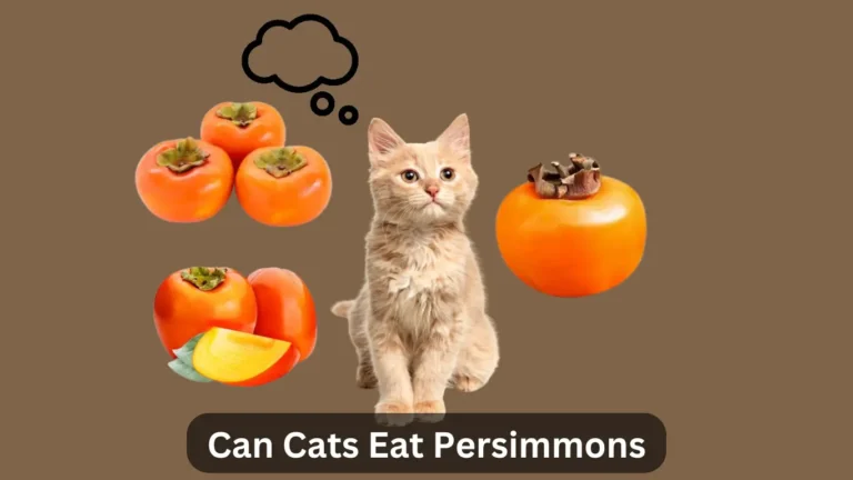 Can Cats Eat Persimmons? A Comprehensive Guide