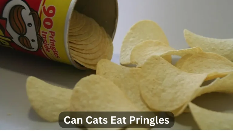 Exploring Feline Nutrition: Can Cats Eat Pringles?