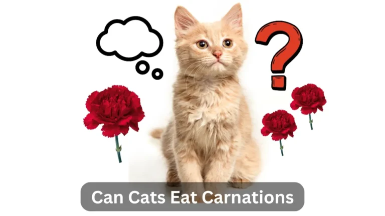 Can Cats Eat Carnations? A Comprehensive Guide