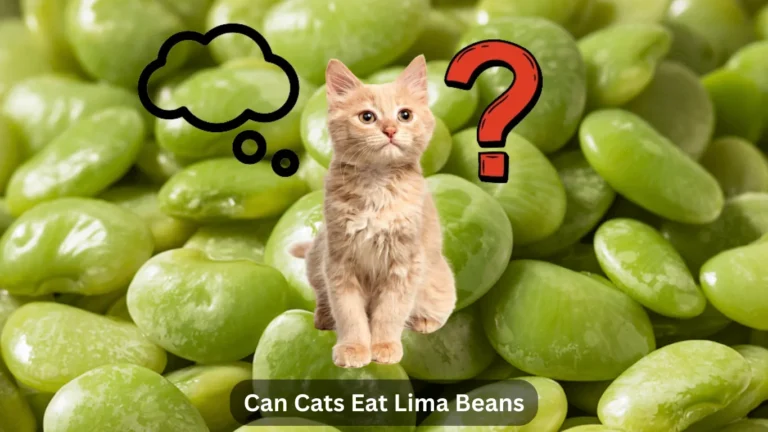 Can Cats Eat Lima Beans? A Comprehensive Guide