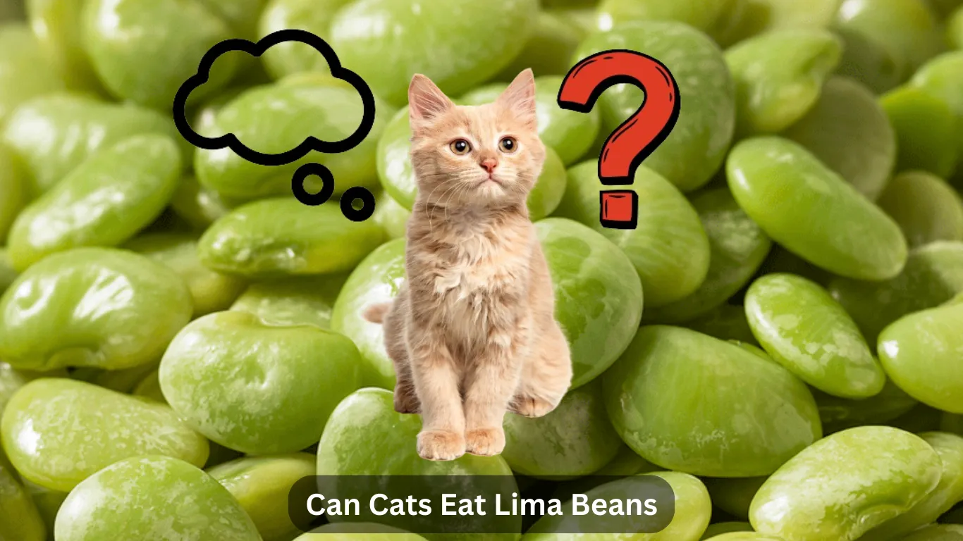 Can Cats Eat Lima Beans