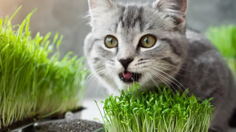 The Ultimate Guide: Can Cats Eat Chia Grass Safely?