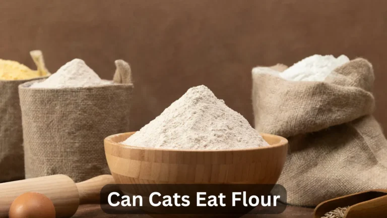 Can Cats Eat Flour? Find The Answer Right Now