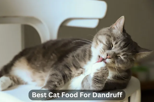 Best Cat Food For Dandruff