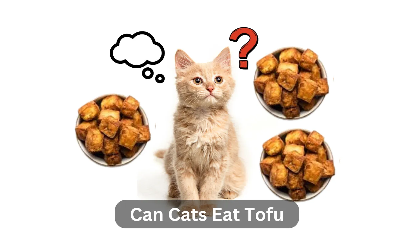 Can Cats Eat Tofu