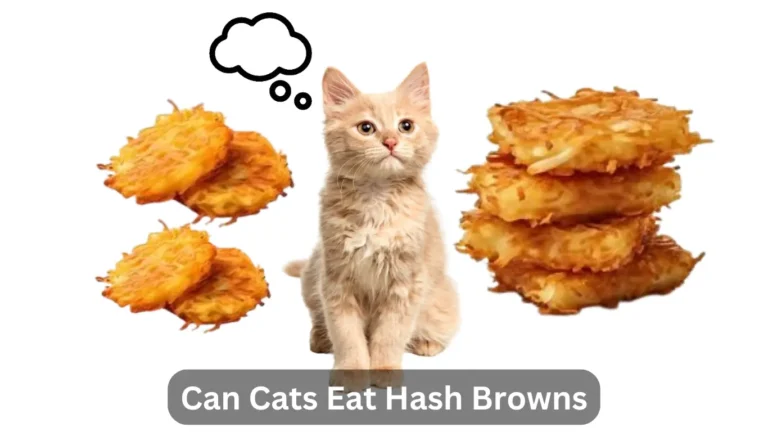 Can Cats Eat Hash Browns? The Ultimate Guide