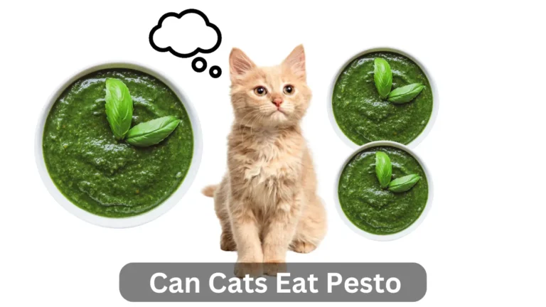 Can Cats Eat Pesto? Explore The Answer Now