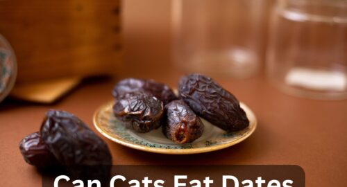 Can Cats Eat Dates? The Complete Guide