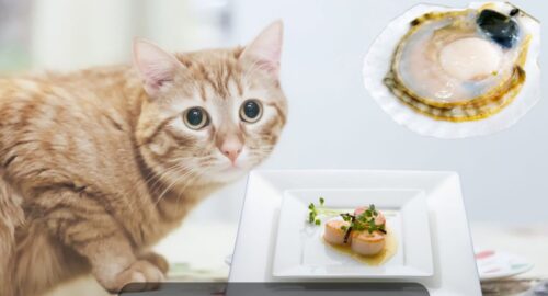 Can Cats Eat Scallops