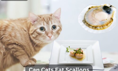 Can Cats Eat Scallops