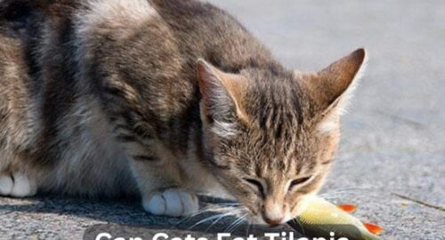 Can Cats Eat Tilapia? The Ultimate Guide Step By Step