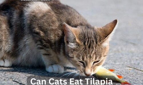 Can Cats Eat Tilapia? The Ultimate Guide Step By Step