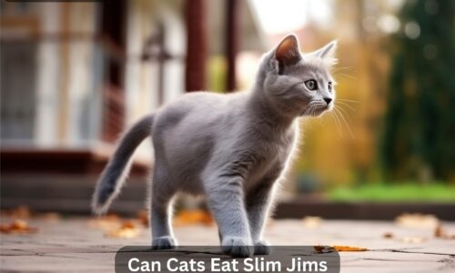 Can Cats Eat Slim Jims? The Ultimate Guide