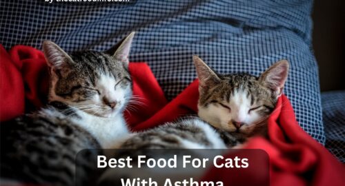 Top 7 Best Food For Cats With Asthma In 2023