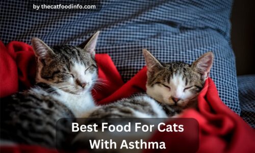 Top 7 Best Food For Cats With Asthma In 2023