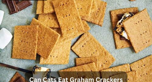 Can Cats Eat Graham Crackers? The Ultimate Guide