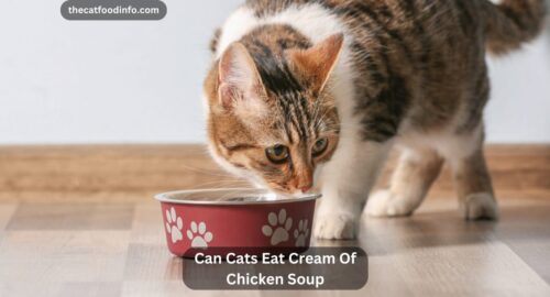 Can Cats Eat Cream Of Chicken Soup? The Complete Guideline