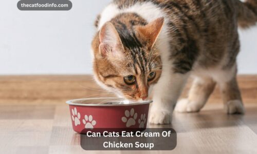 Can Cats Eat Cream Of Chicken Soup? The Complete Guideline