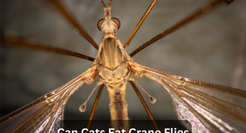 Can Cats Eat Crane Flies? The Ultimate Guide