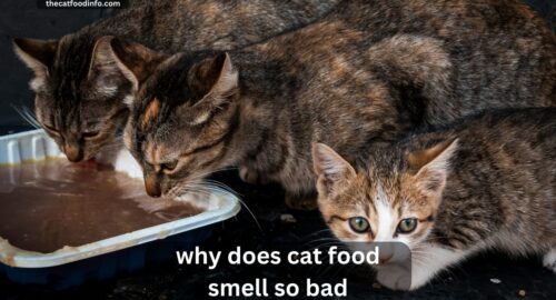 Why Does Cat Food Smell So Bad? The Complete Explanation