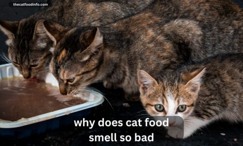 Why Does Cat Food Smell So Bad? The Complete Explanation